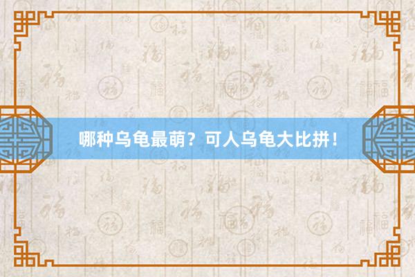 哪种乌龟最萌？可人乌龟大比拼！